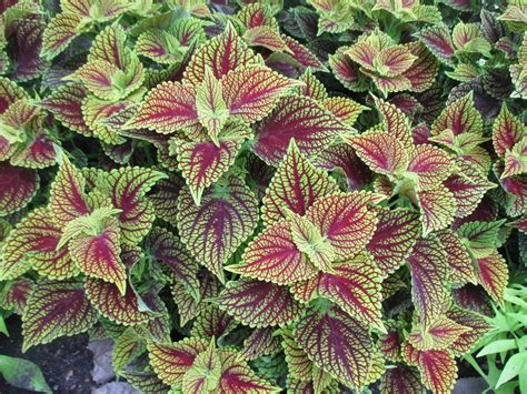 coleus coleosaurus - Google Search | Flower garden, Plants, Flowers