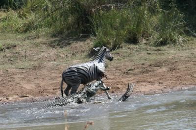 Crocodile attacks zebra