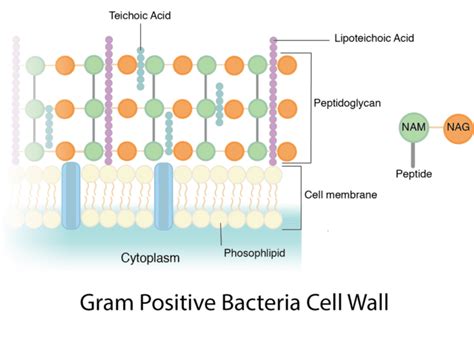 Gram positive bacteria in microbiology: examples and structure