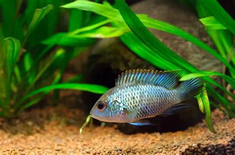 Electric Blue Acara Care Guide & Species Profile | Fishkeeping World