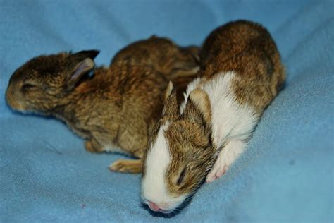 These Baby Bunny Hybrids Are 100% Adorable