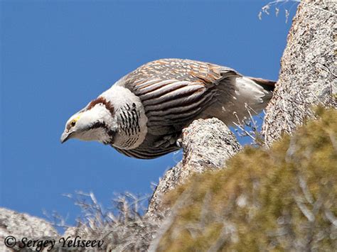 Himalayan Snowcock - Tetraogallus himalayensis - Information and Photos