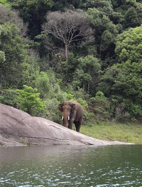 Tamil Nadu Forest Department on Twitter: "Update on Arikomban The wild elephant Arikomban is ...