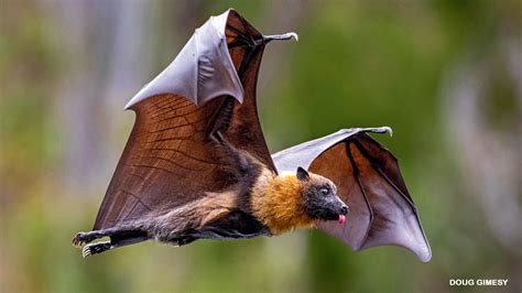 Fruit Bat Flying