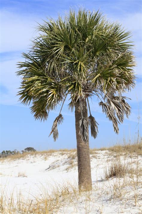 Sable Palm Tree on the White Sand Beach of Florida Stock Photo - Image of shoreline, pensacola ...