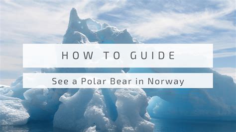 See a Polar Bear in Norway: How To Guide - Planes Trains and Shanes