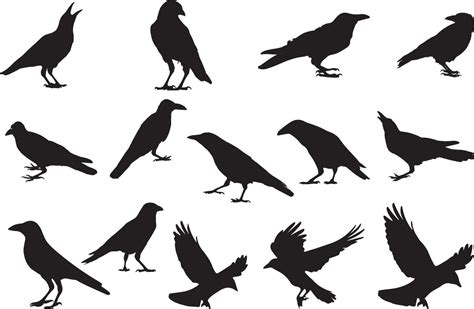 The set of Crow Silhouette collection 13130970 Vector Art at Vecteezy