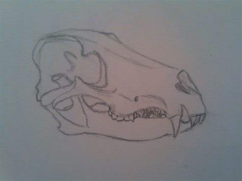 Maned Wolf Skull Study by OrangeHuskie on DeviantArt