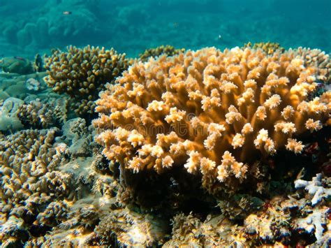 Coral reef in the red sea stock image. Image of nature - 298940307