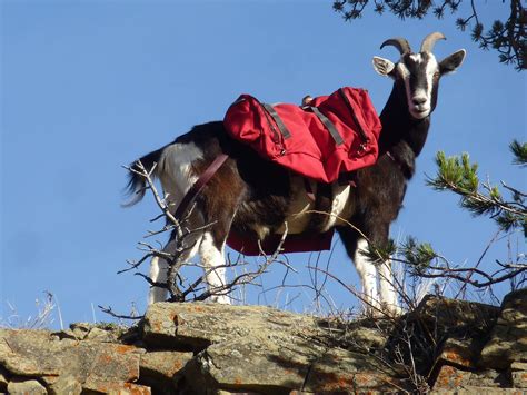 Hiking With Pack Goats! - KÜHL Born In The Mountains Blog