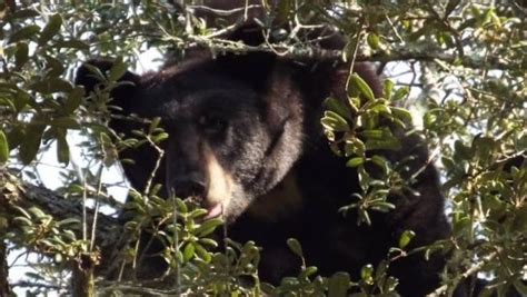 Volusia County to take advantage of Florida wildlife corridor funds