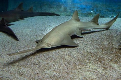 11 Surprising Sawfish Facts - Fact Animal