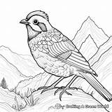 Quail Coloring Pages  Free & Printable sketch template