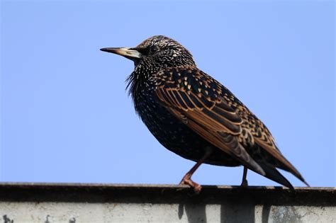 20 Of The Most Common British Garden Birds - Glenlivet Wildlife