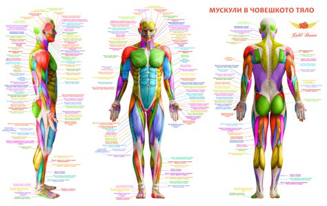 BODY MUSCLES ANATOMY FREE by GoldDawn on DeviantArt