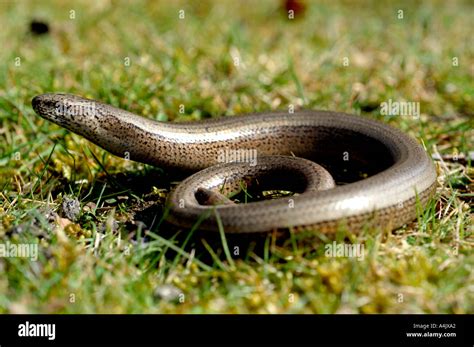 Slow Worm Stock Photo - Alamy