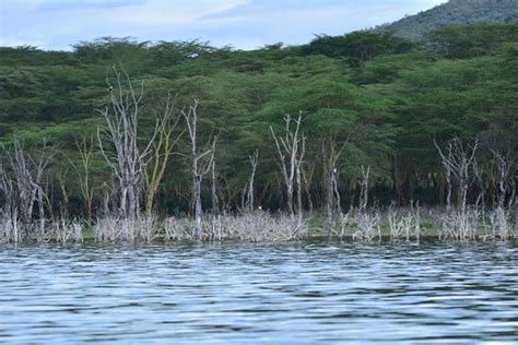 Lake Naivasha (Rift Valley Province) - 2019 All You Need to Know BEFORE You Go (with Photos ...