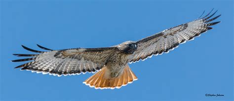 Red-tailed Hawk Wingspan Photograph by Stephen Johnson - Pixels