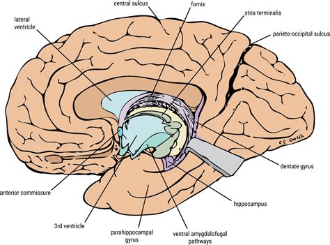 Subcortical Fibers