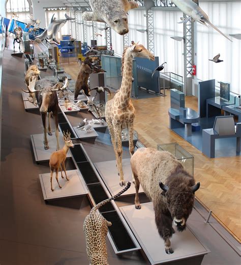 Brussels Museum of Natural Sciences | Daniel Bowen | Flickr