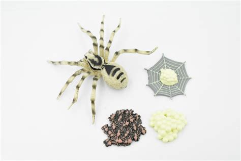 Spider, Life Cycle of a Wolf Spider, 4 Stages, Museum Quality, Hand ...