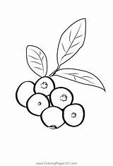 Blueberry Coloring Page Printable Pages sketch template
