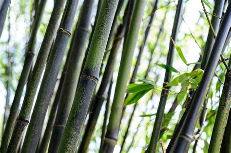 Phyllostachys nigra – Artofit