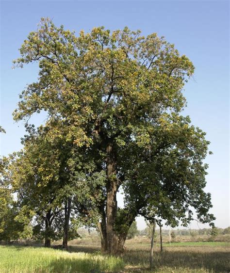 Mahua (Madhuca longifolia), tree | Feedipedia