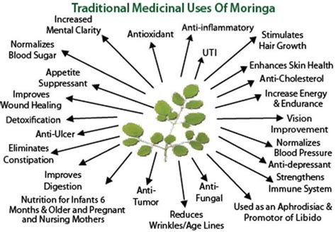 Growing Moringa Tree | Balcony Garden Web