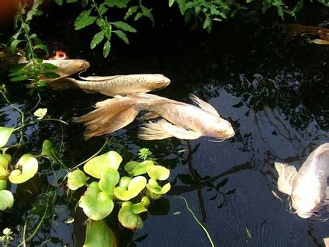 Butterfly koi Backyard Water Feature, Ponds Backyard, Garden Ponds, Garden Oasis, Backyard ...