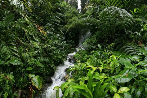 Hawaii Rainforest | Wildernesscapes Photography LLC, by Johnathan A. Esper