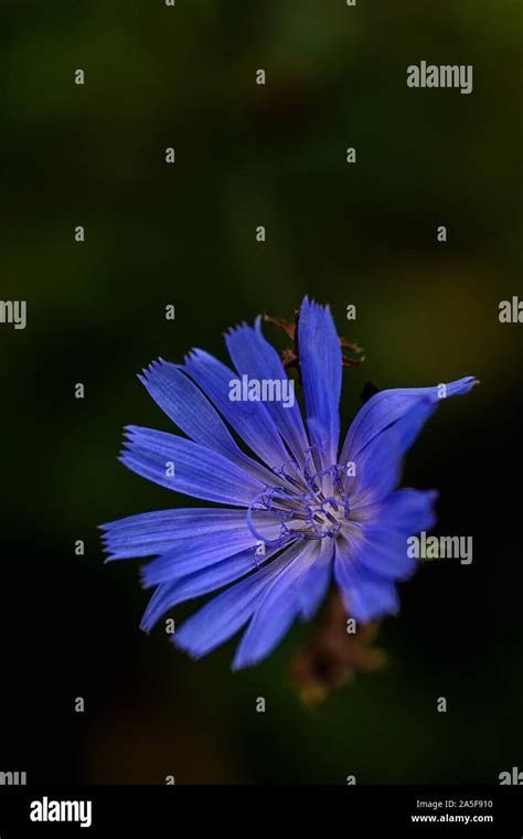 Succori hi-res stock photography and images - Alamy