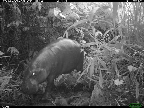 Pygmy Hippo Research — Gola Rainforest National Park