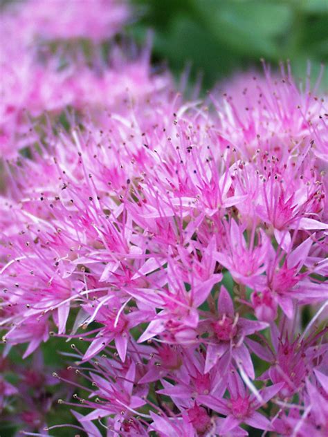 Sedum Brilliant | Bluestone Perennials