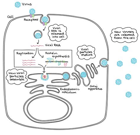 Diagram Of Virus Reproduction