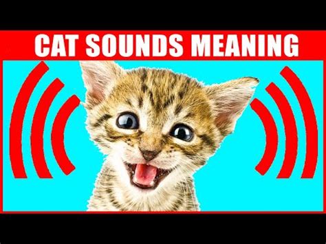 😻 What sounds do cats make when they fight? - CatVisitor.com