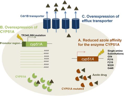 Frontiers | Azole Resistance in Aspergillus fumigatus: A Consequence of Antifungal Use in ...