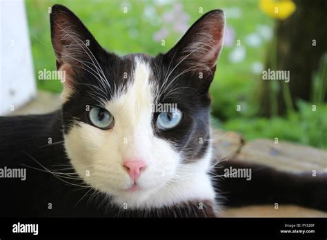 blue eyed black and white cat Stock Photo - Alamy