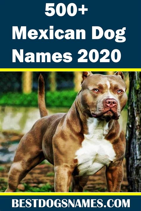 Mexican Dog Names | Boy dog names, Dog names, Boy dog names unique