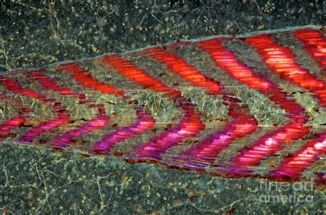 Tadpole Tail Photograph by Marek Mis/science Photo Library