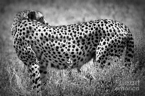 Cheetah Spots Photograph by Chris Scroggins - Fine Art America