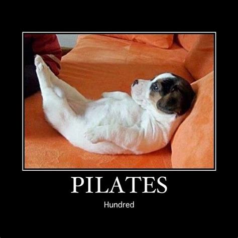 Inspirah Pilates | Cute animals, Puppies yoga, Funny dogs