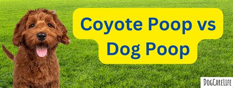 Coyote Poop vs Dog Poop: An Expert's Guide to Identification - DogCareLife