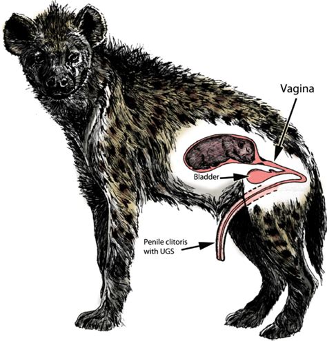 How do hyena populations remain stable when their anatomy is notorious ...