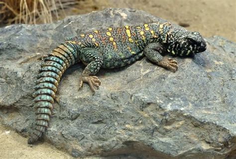 Uromastyx 101: Care, Diet, Enclosure, Lifespan, Size...