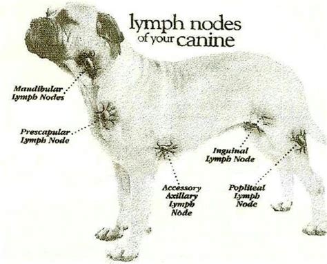 Lymph nodes of your canine | Vet medicine, Vet tech school, Vet assistant