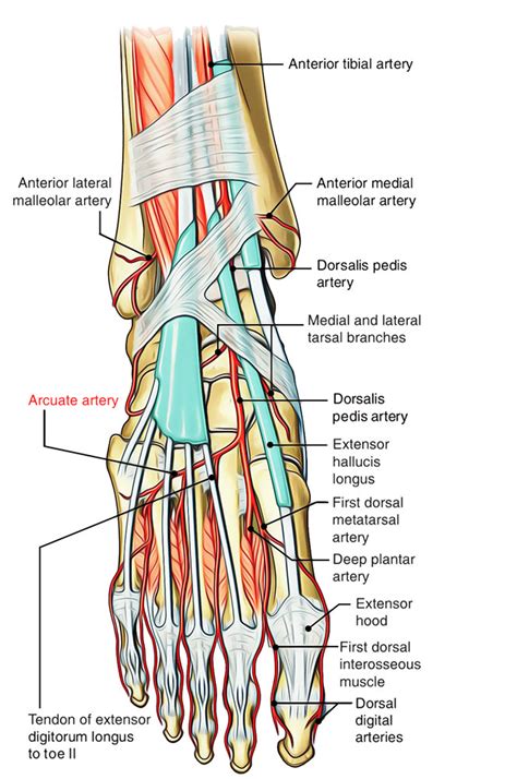 Arcuate Arteries (Foot) – Earth's Lab