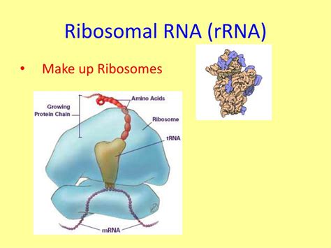 PPT - Protein Synthesis PowerPoint Presentation, free download - ID:9272341