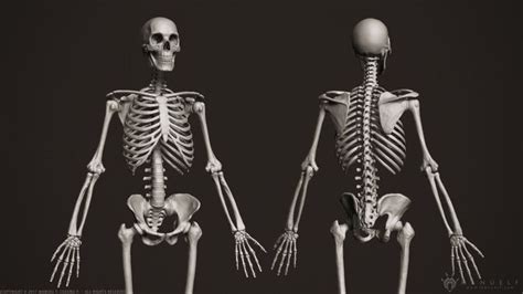 3D Human Skeleton 3D model | CGTrader