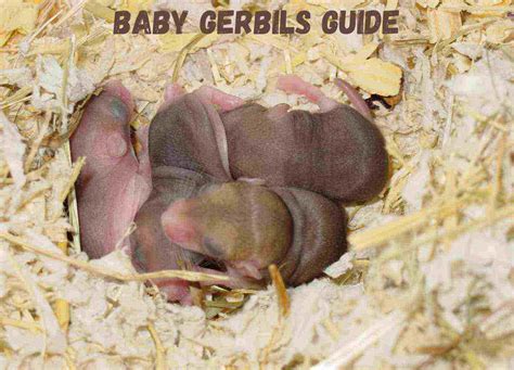 Baby gerbils guide| All you need to know about gerbil babies